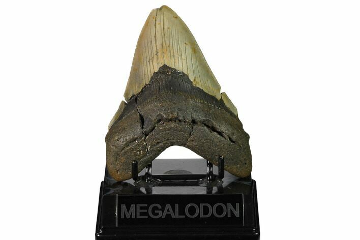 Fossil Megalodon Tooth - North Carolina #167036
